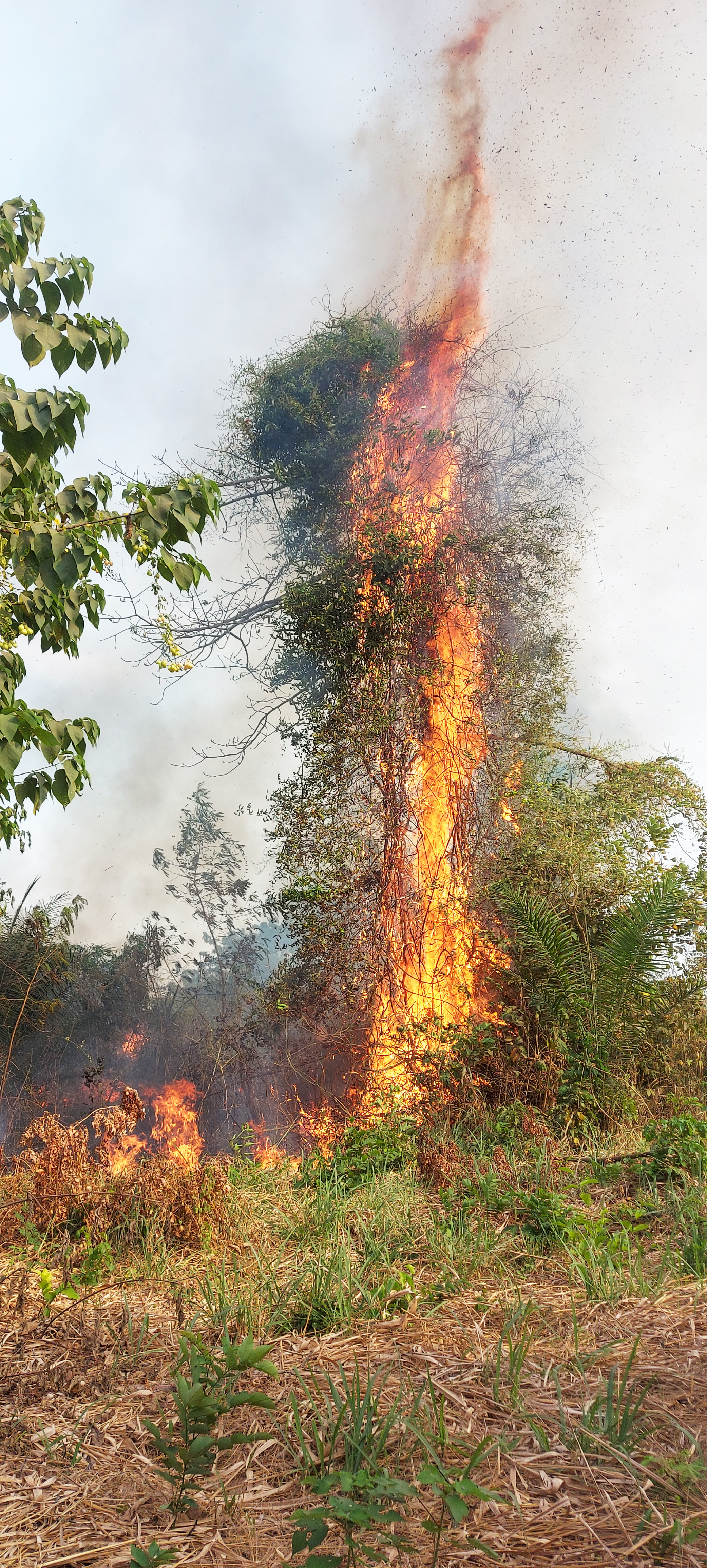 brand