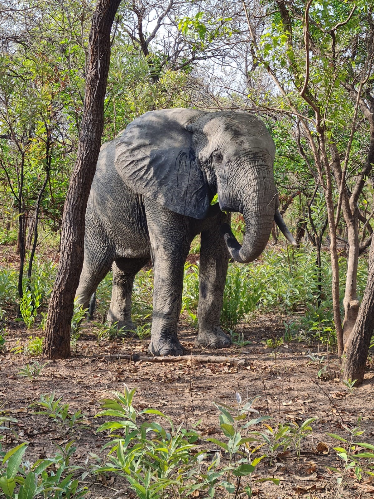 Oog in oog met een olifant (2)
