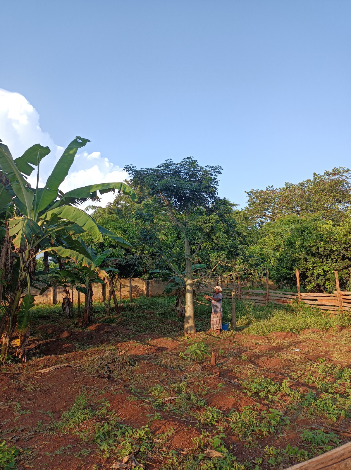 Ghana tuin