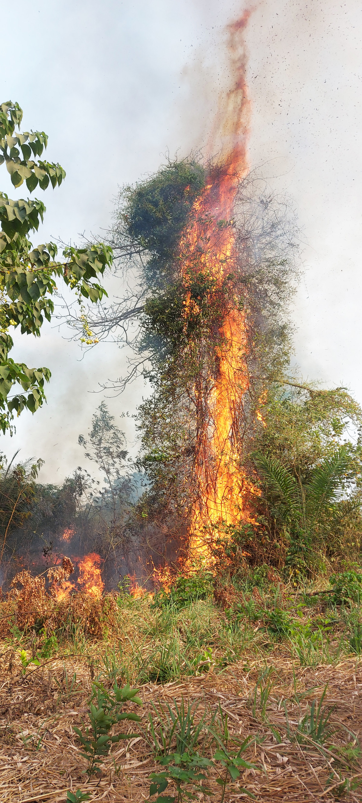 brand