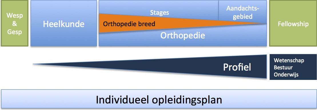 gepersonaliseerd opleidingsplan orthopedie MUMC+ ROGO-zuid